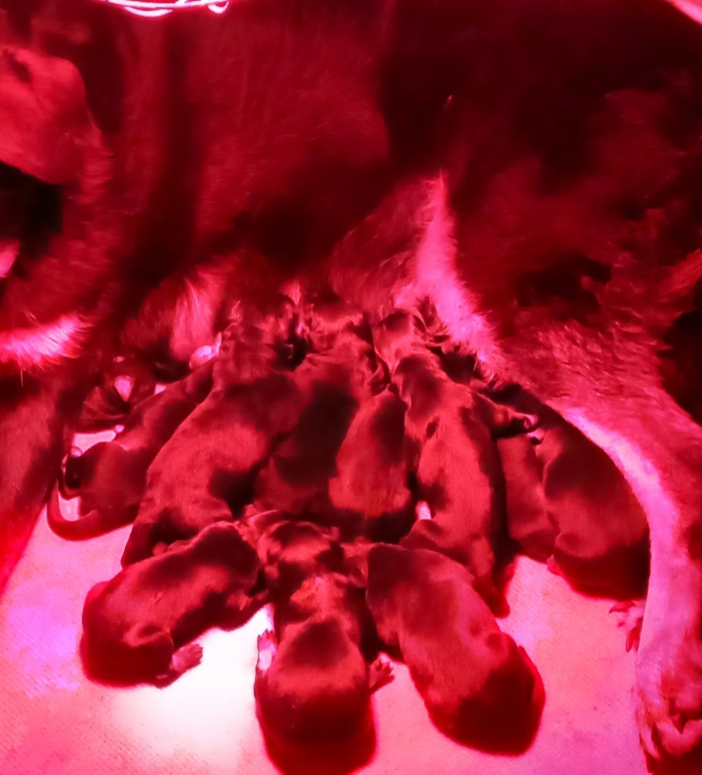 des Mille Pas de Loup - Chiots disponibles - Berger de Beauce