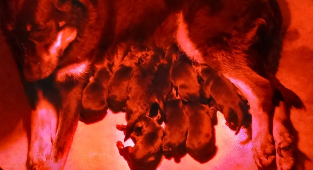 des Mille Pas de Loup - Chiots disponibles - Berger de Beauce