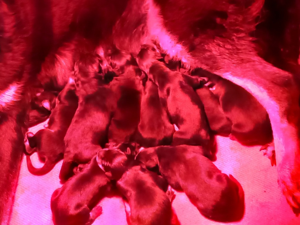 des Mille Pas de Loup - Chiots disponibles - Berger de Beauce