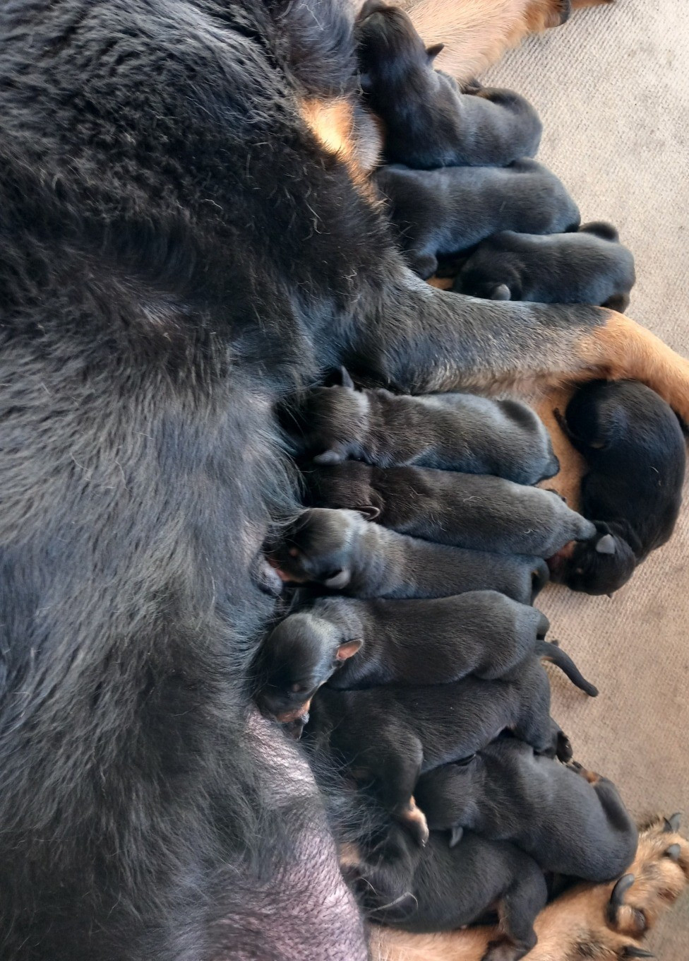 des Mille Pas de Loup - Chiots disponibles - Berger de Beauce