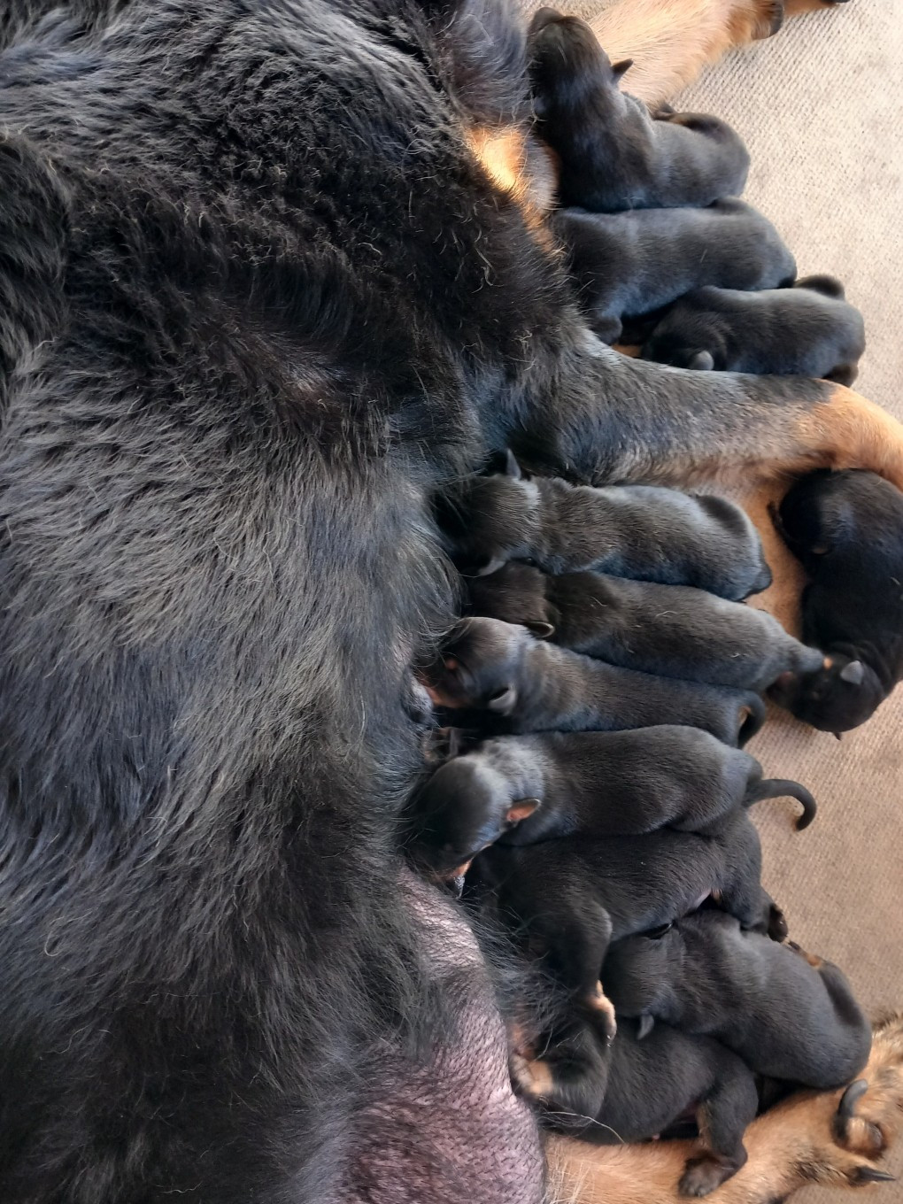 des Mille Pas de Loup - Chiots disponibles - Berger de Beauce