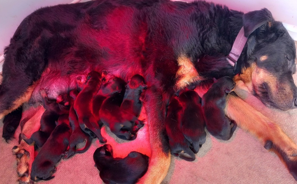 des Mille Pas de Loup - Chiots disponibles - Berger de Beauce