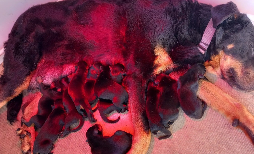 Chiot Berger de Beauce des Mille Pas de Loup