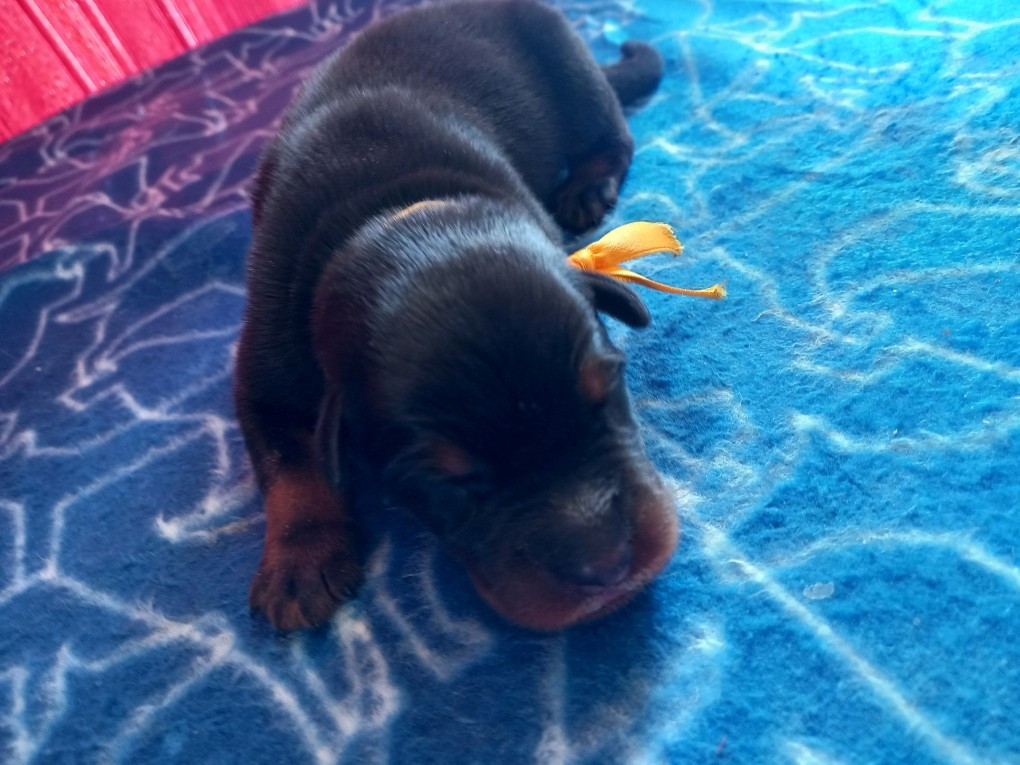 des Mille Pas de Loup - Chiots disponibles - Berger de Beauce