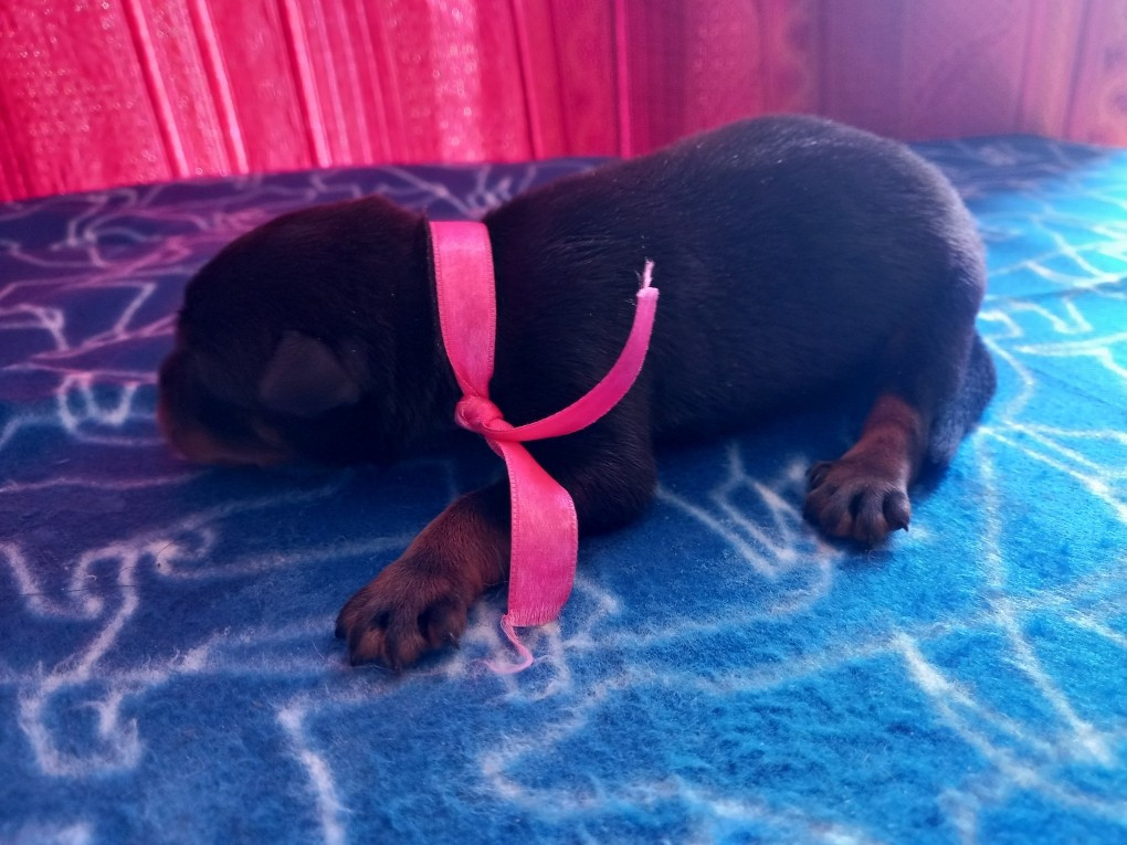 des Mille Pas de Loup - Chiots disponibles - Berger de Beauce