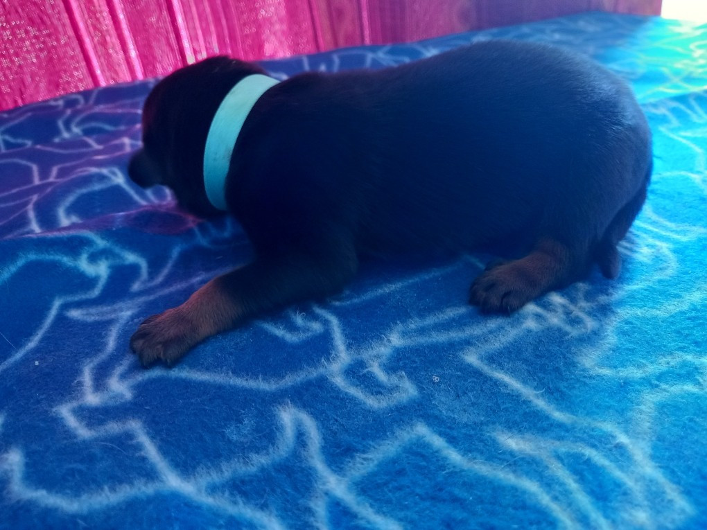 des Mille Pas de Loup - Chiots disponibles - Berger de Beauce