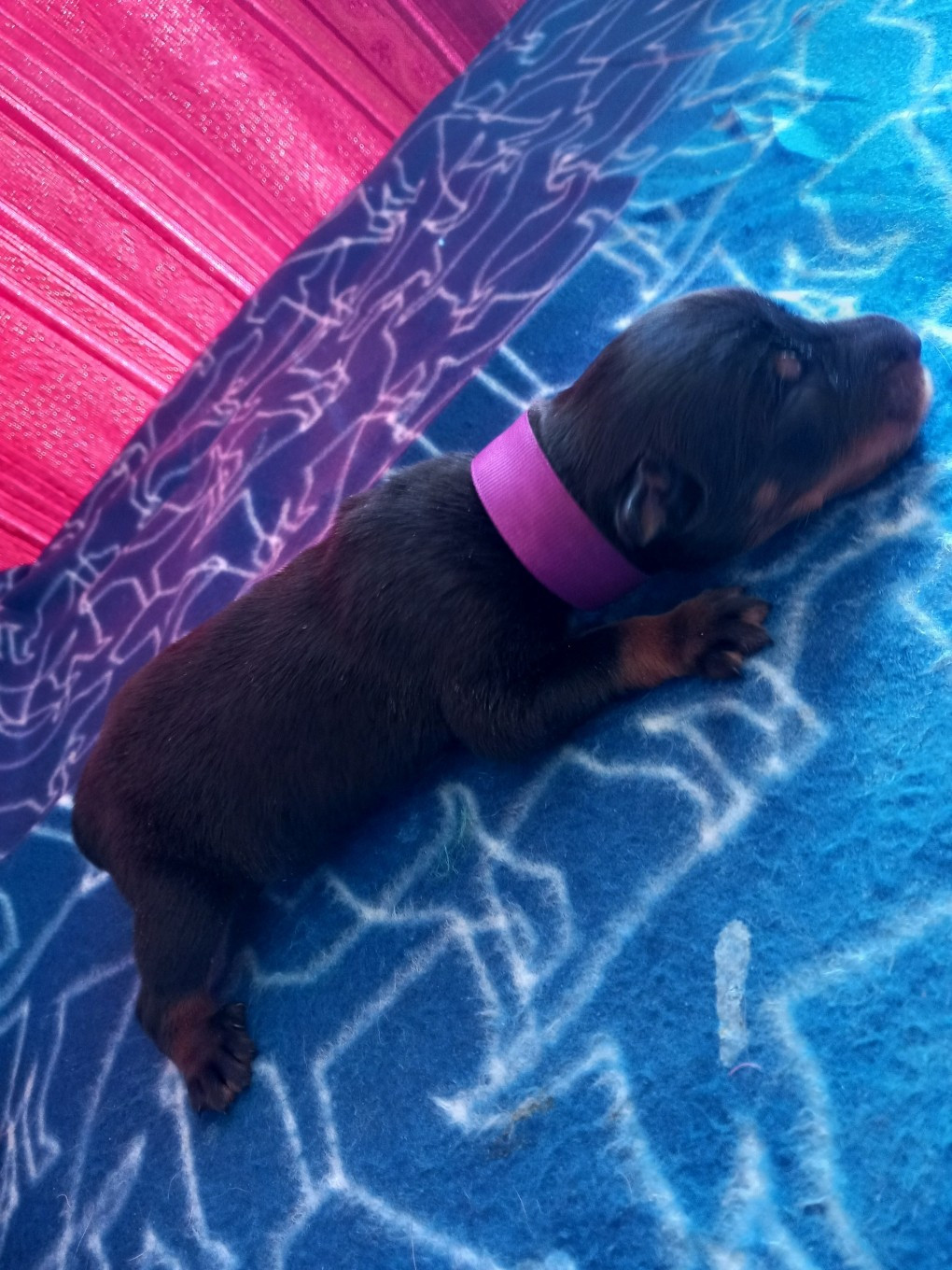 des Mille Pas de Loup - Chiots disponibles - Berger de Beauce