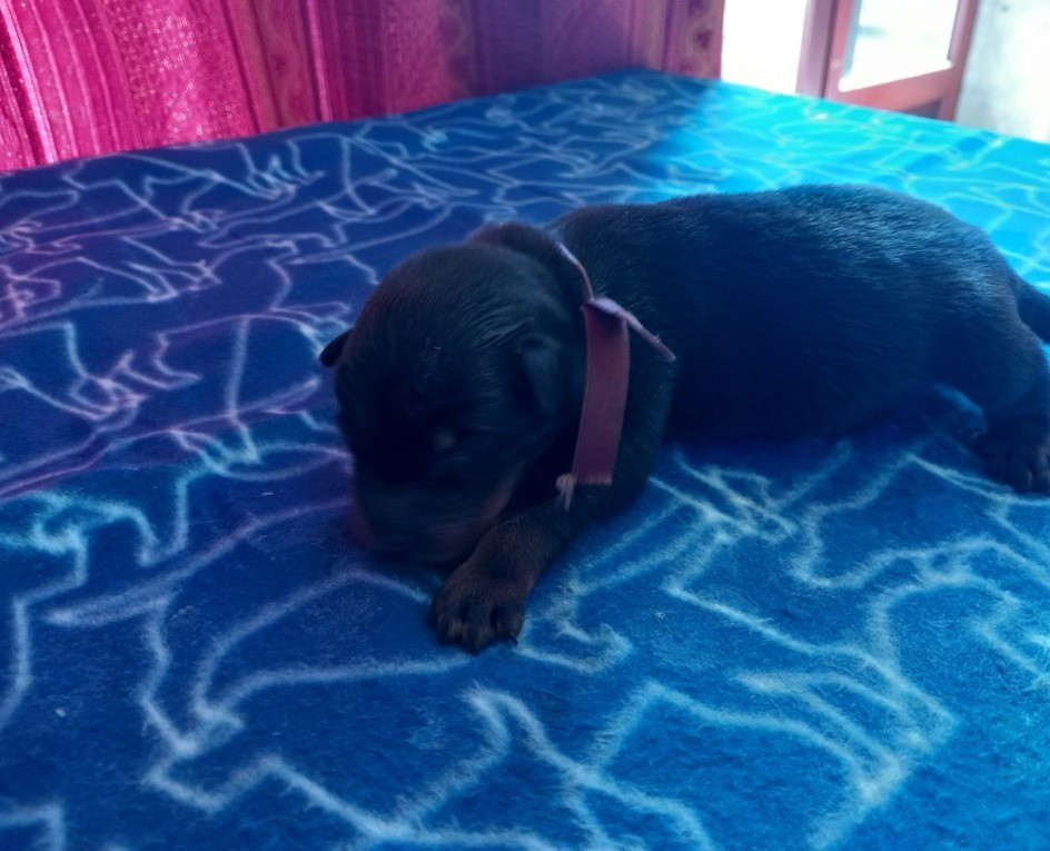 des Mille Pas de Loup - Chiots disponibles - Berger de Beauce