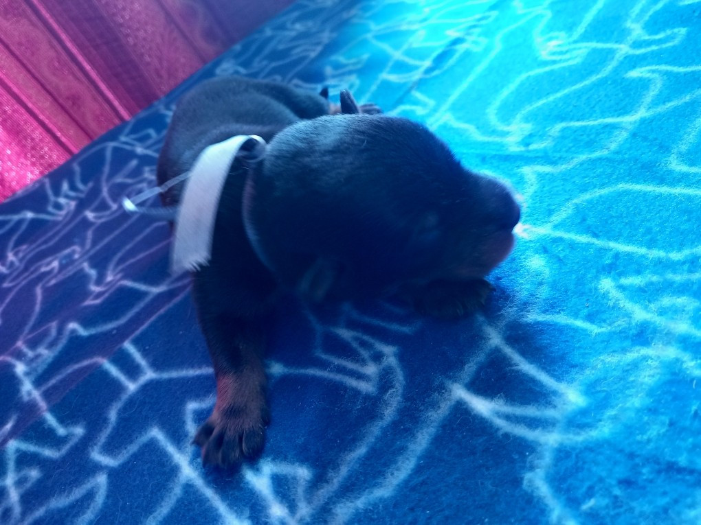 des Mille Pas de Loup - Chiots disponibles - Berger de Beauce