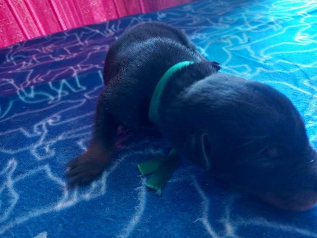 des Mille Pas de Loup - Chiots disponibles - Berger de Beauce