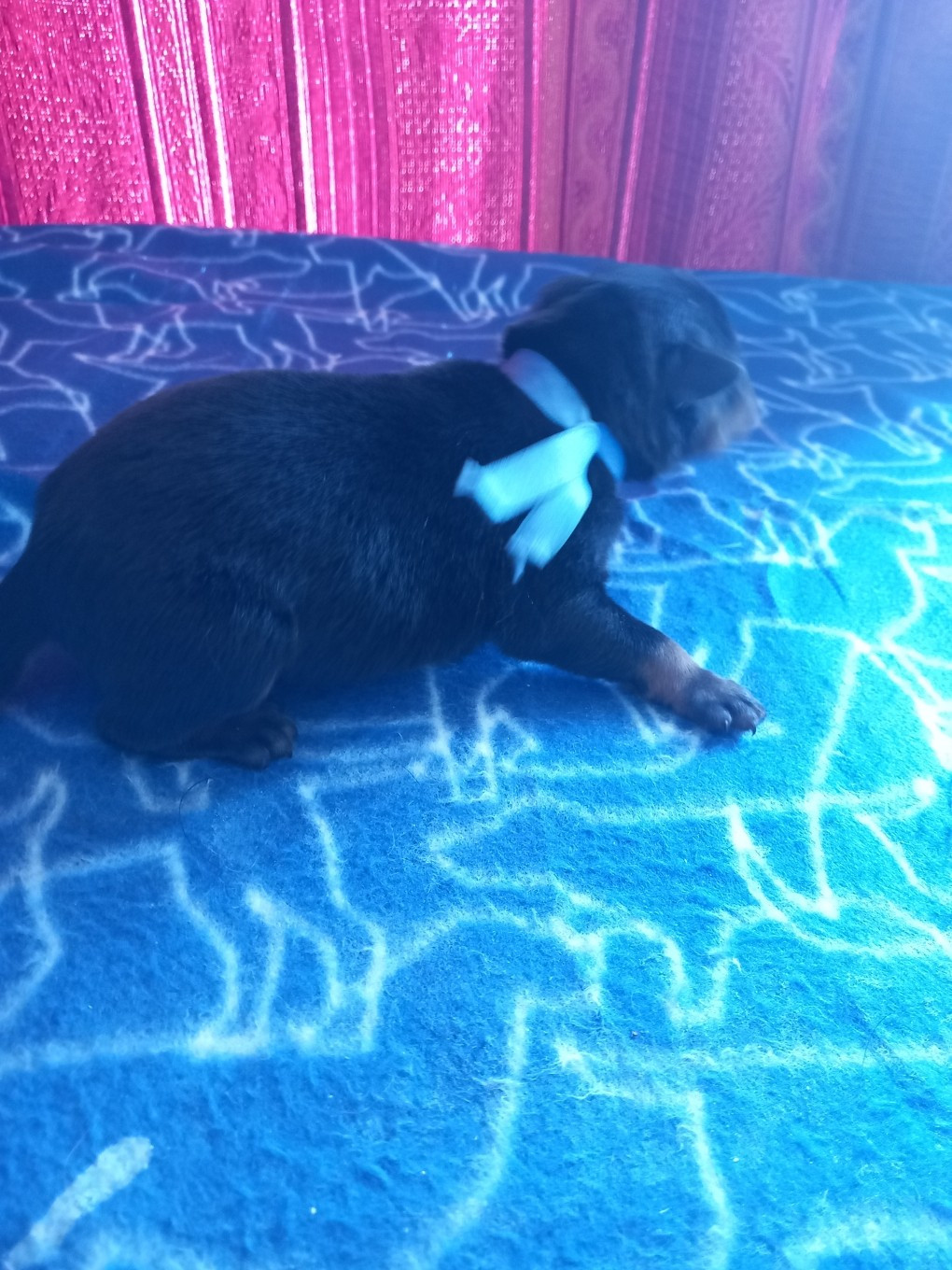 des Mille Pas de Loup - Chiots disponibles - Berger de Beauce