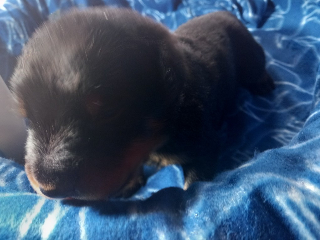 des Mille Pas de Loup - Chiots disponibles - Berger de Beauce