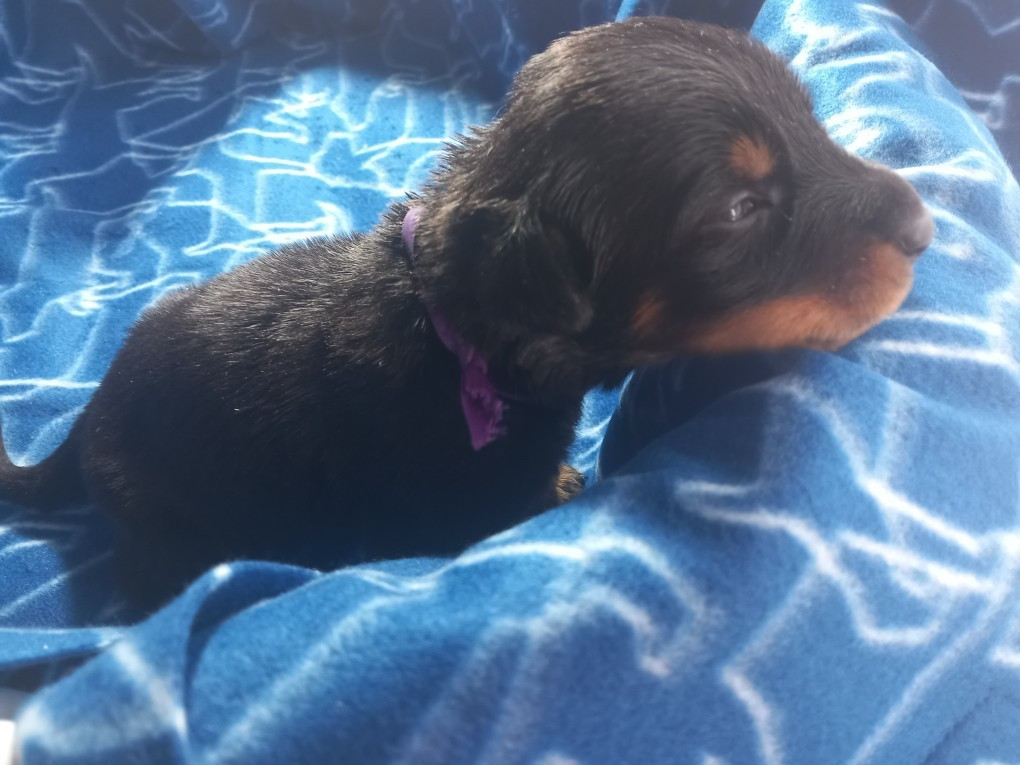 des Mille Pas de Loup - Chiots disponibles - Berger de Beauce