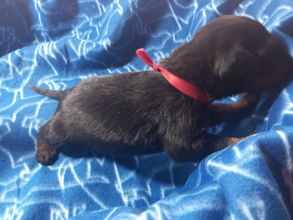 des Mille Pas de Loup - Chiots disponibles - Berger de Beauce