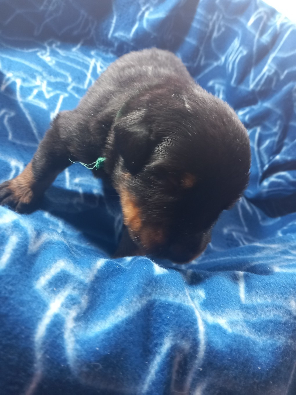 des Mille Pas de Loup - Chiots disponibles - Berger de Beauce