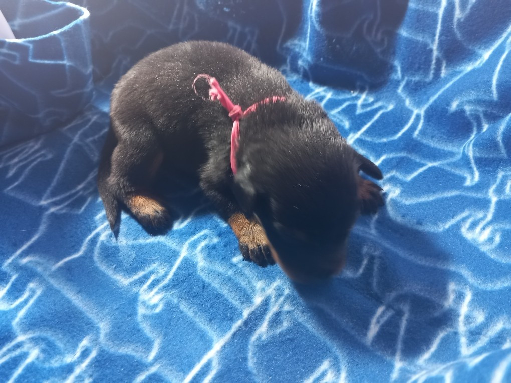 des Mille Pas de Loup - Chiots disponibles - Berger de Beauce