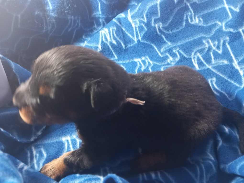 des Mille Pas de Loup - Chiots disponibles - Berger de Beauce