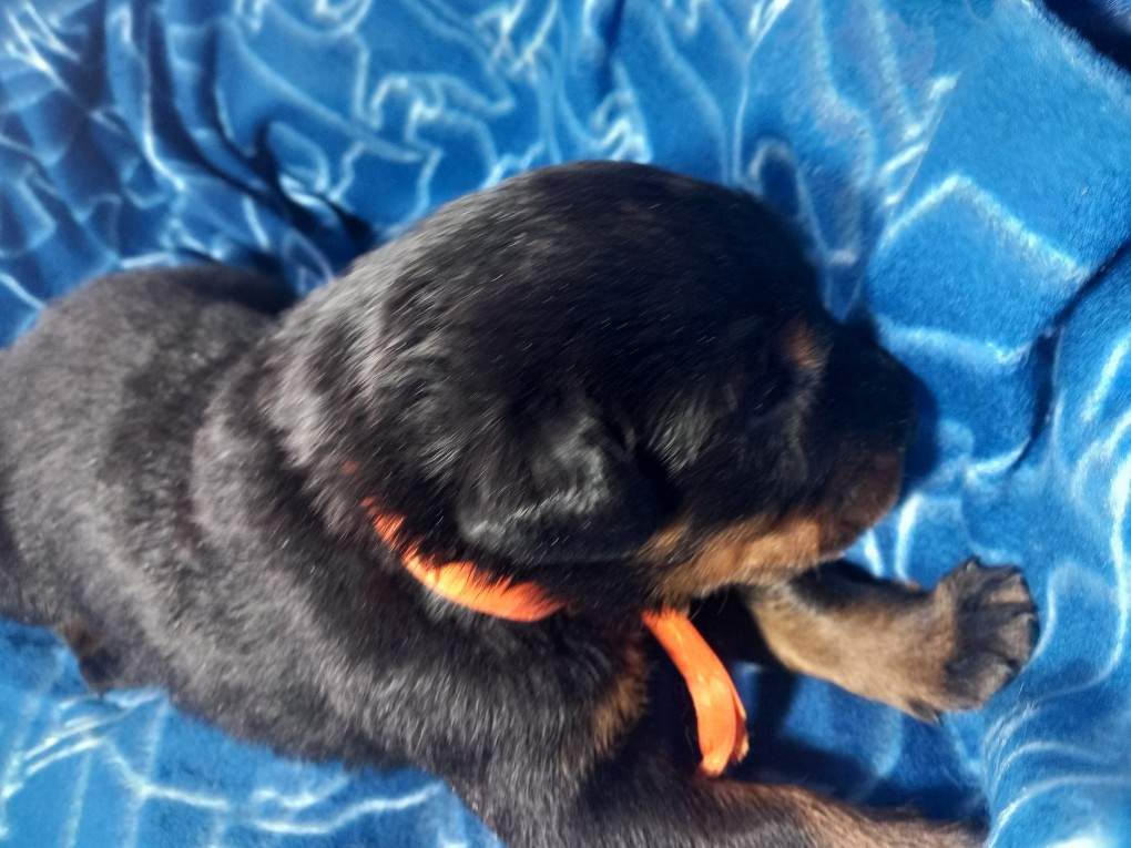 des Mille Pas de Loup - Chiots disponibles - Berger de Beauce