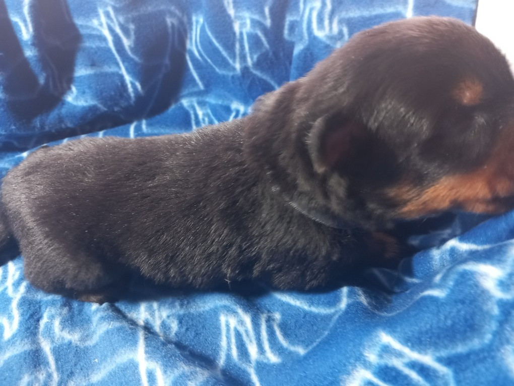 des Mille Pas de Loup - Chiots disponibles - Berger de Beauce