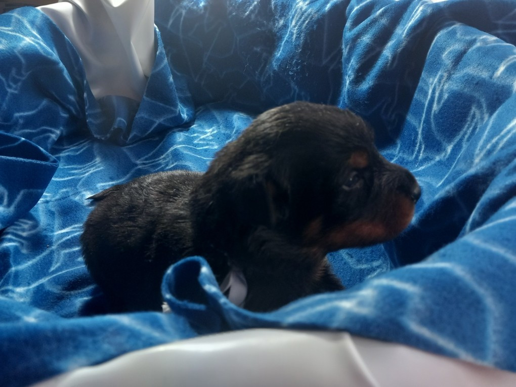 des Mille Pas de Loup - Chiots disponibles - Berger de Beauce