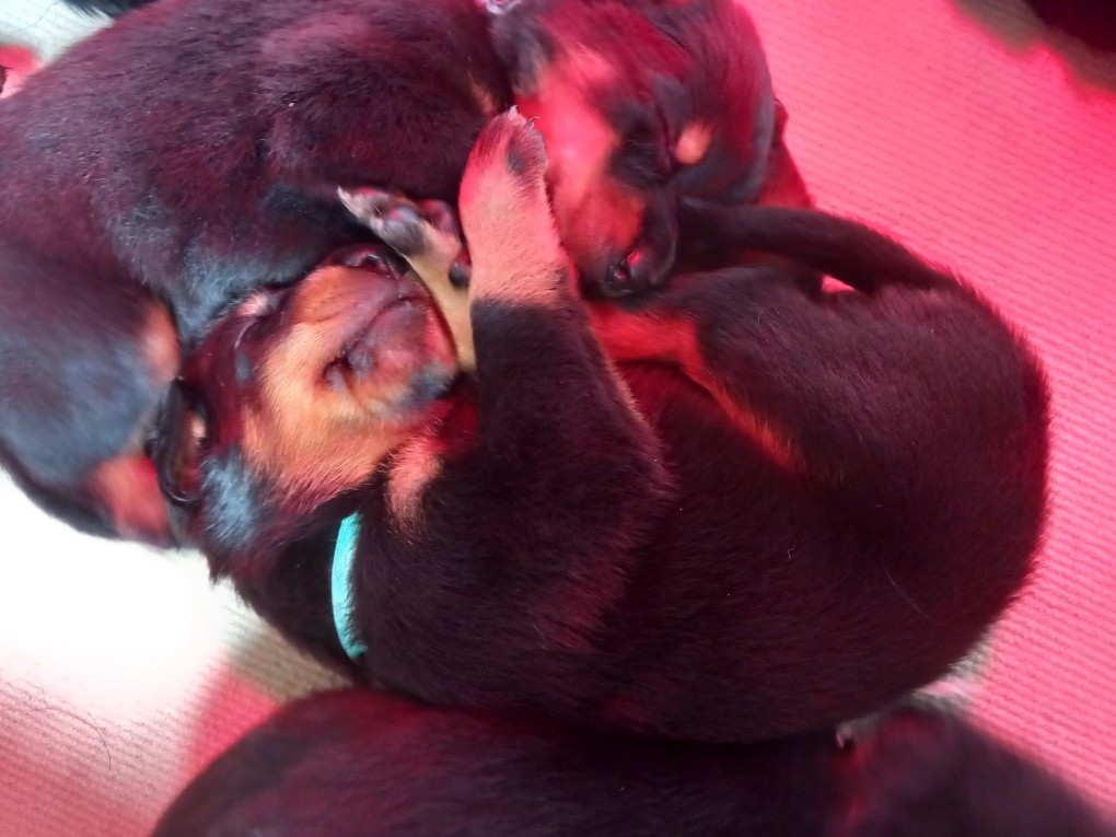 des Mille Pas de Loup - Chiots disponibles - Berger de Beauce