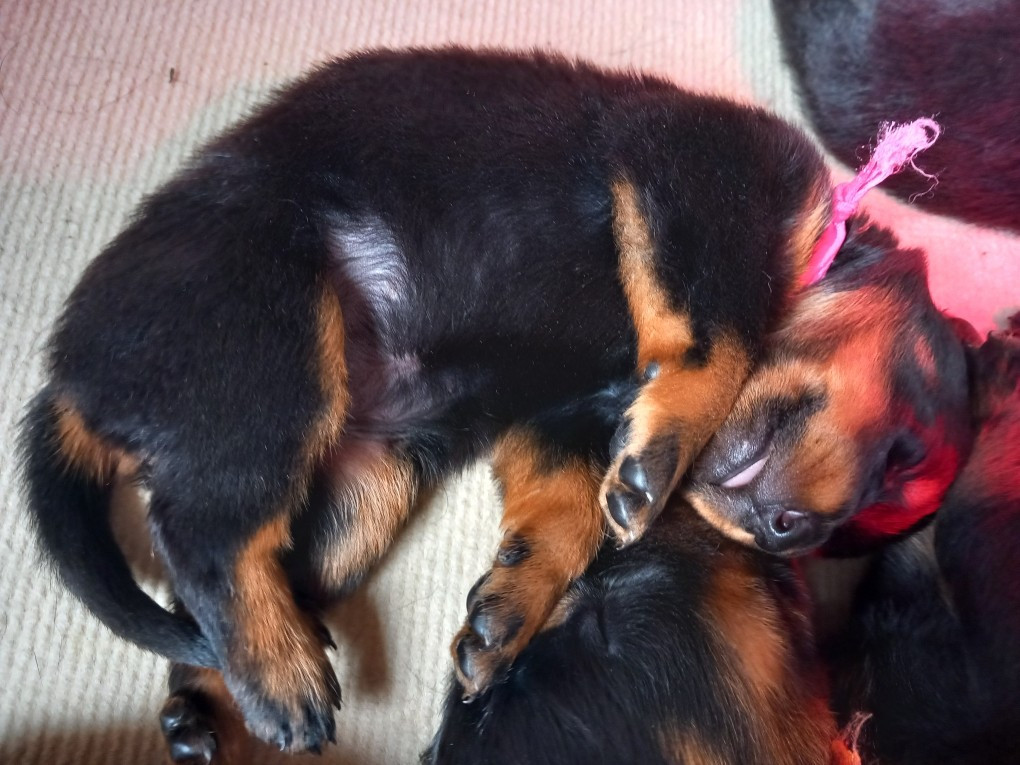 des Mille Pas de Loup - Chiots disponibles - Berger de Beauce