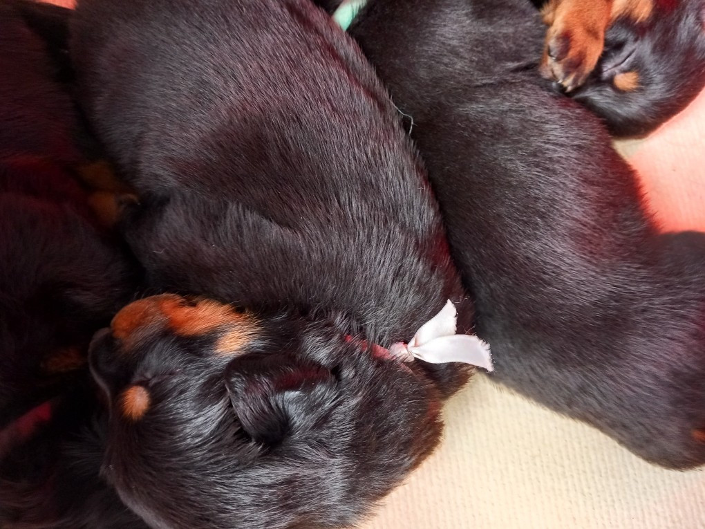 des Mille Pas de Loup - Chiots disponibles - Berger de Beauce