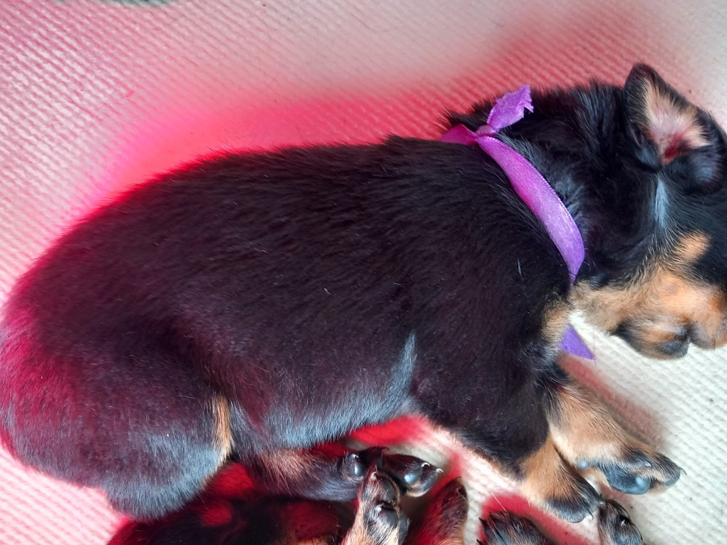 des Mille Pas de Loup - Chiots disponibles - Berger de Beauce