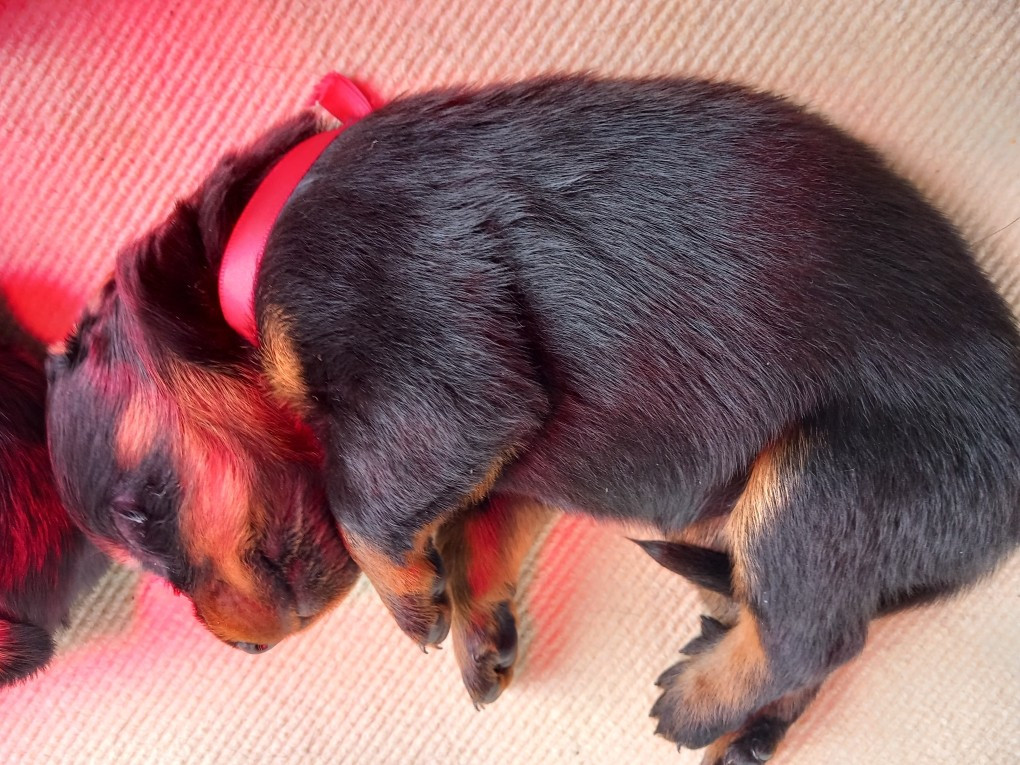 des Mille Pas de Loup - Chiots disponibles - Berger de Beauce