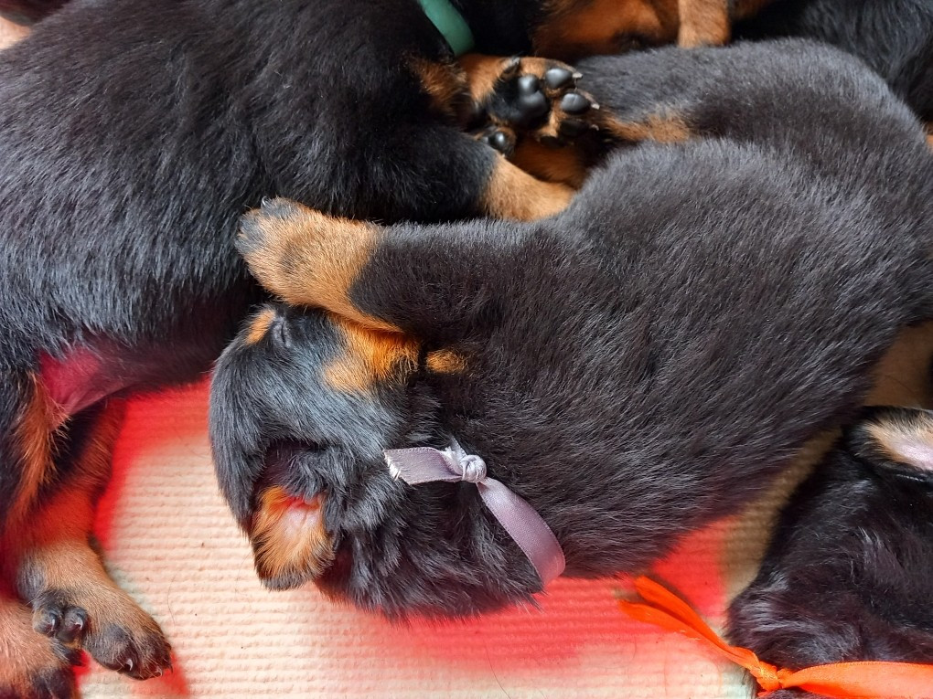 des Mille Pas de Loup - Chiots disponibles - Berger de Beauce