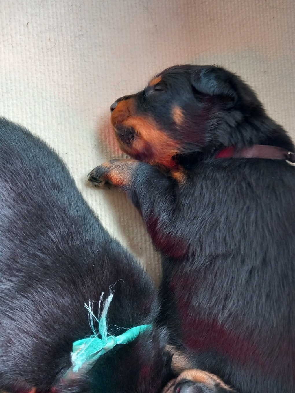 des Mille Pas de Loup - Chiots disponibles - Berger de Beauce