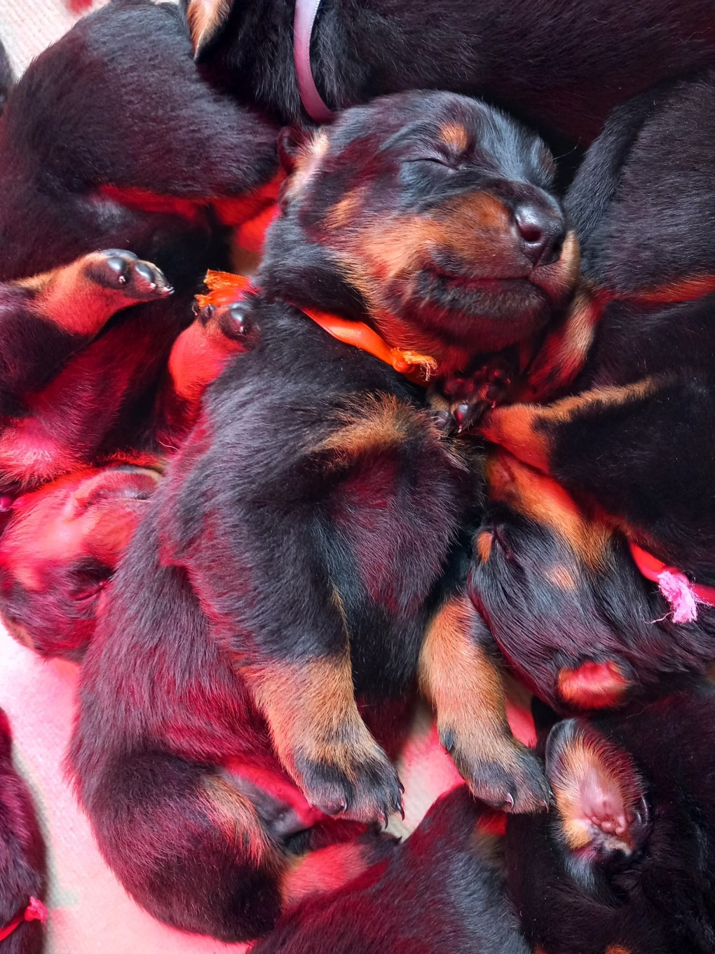 des Mille Pas de Loup - Chiots disponibles - Berger de Beauce