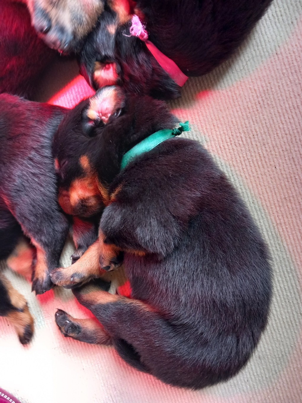 des Mille Pas de Loup - Chiots disponibles - Berger de Beauce