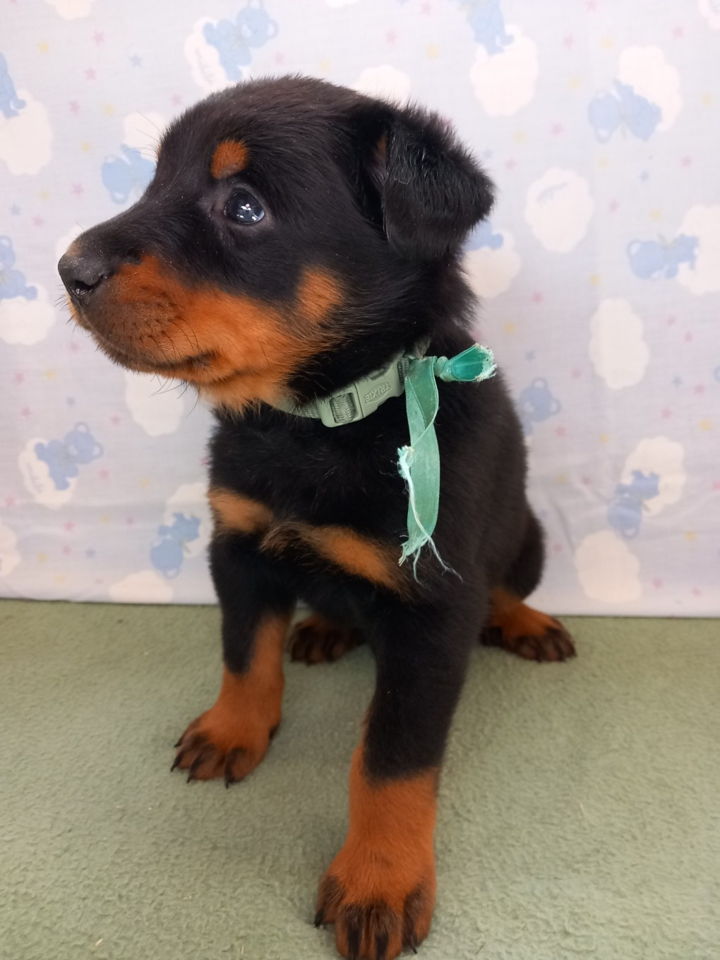 des Mille Pas de Loup - Chiots disponibles - Berger de Beauce