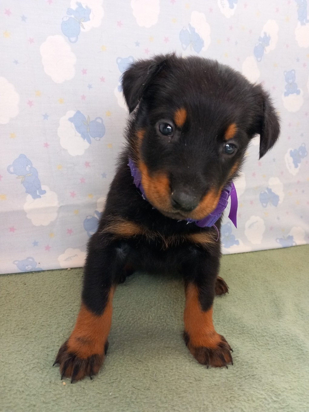 des Mille Pas de Loup - Chiots disponibles - Berger de Beauce