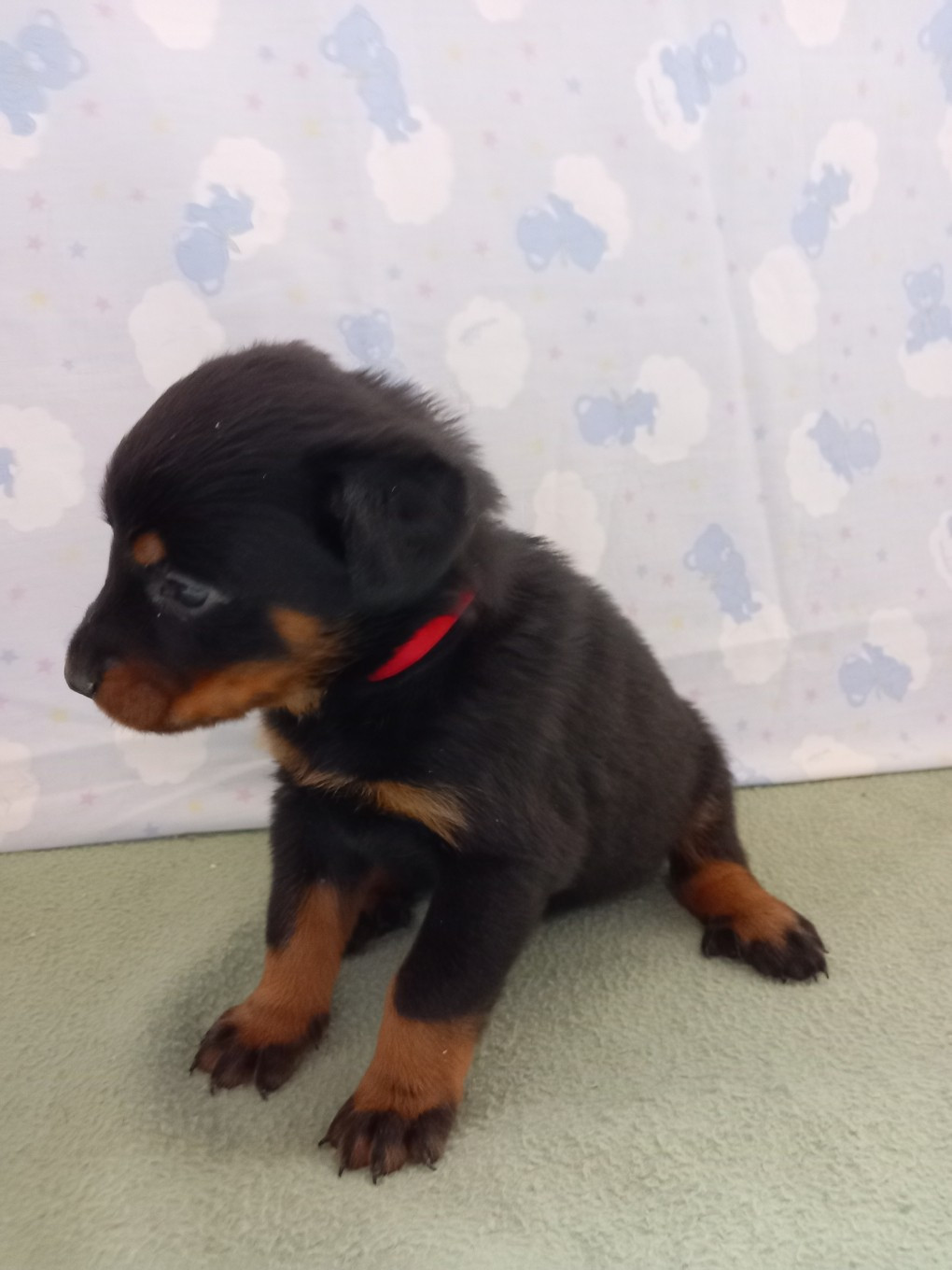 des Mille Pas de Loup - Chiots disponibles - Berger de Beauce