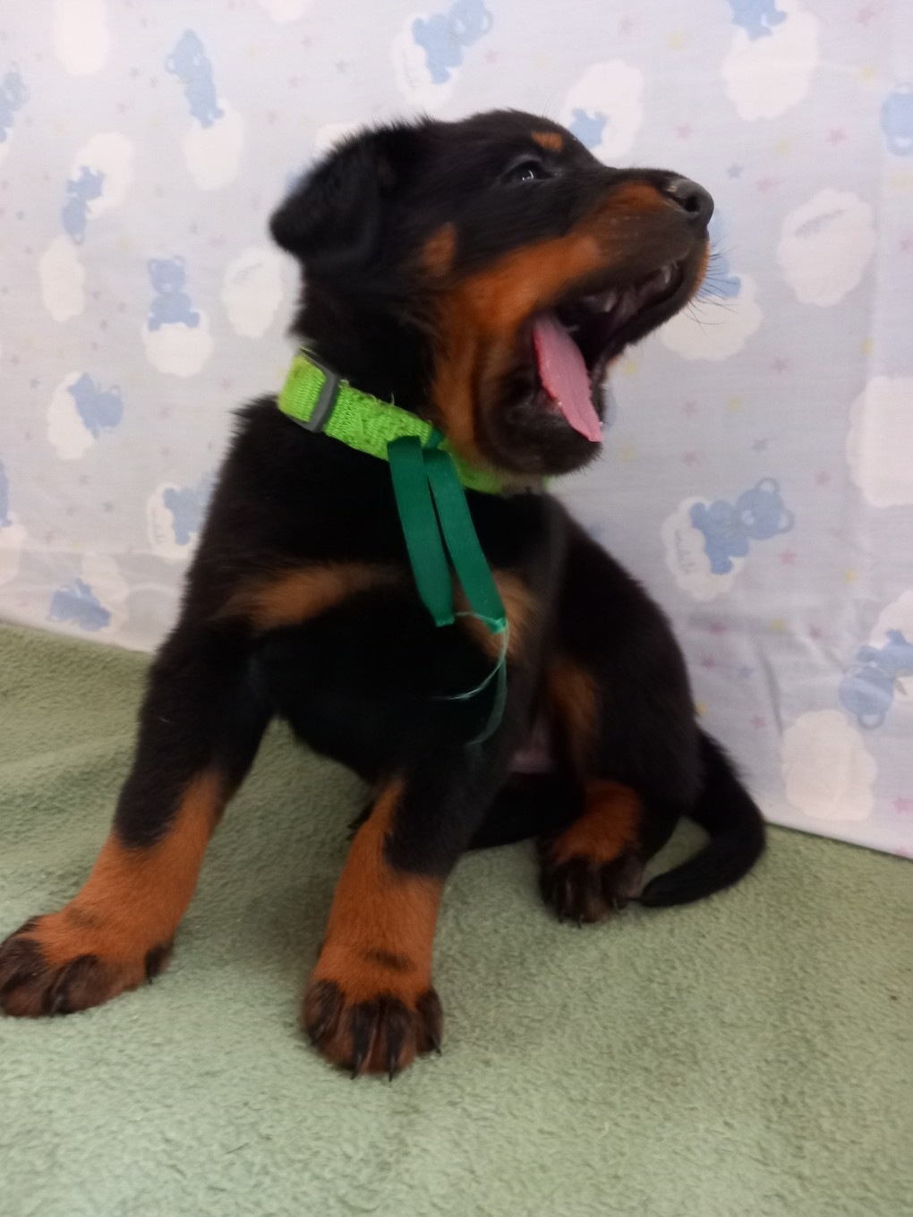 des Mille Pas de Loup - Chiots disponibles - Berger de Beauce