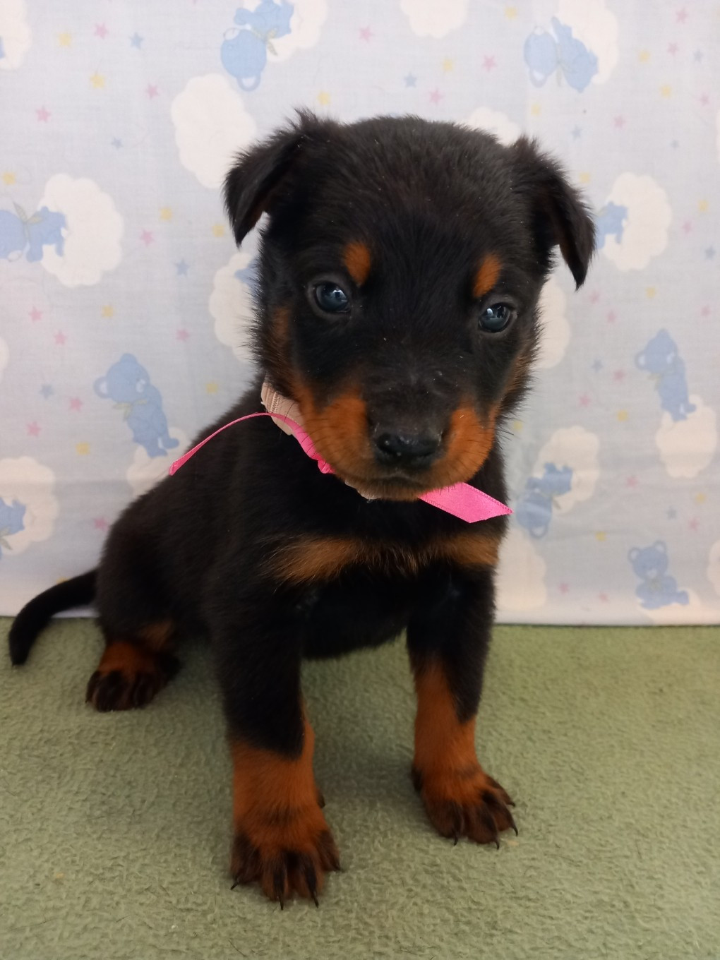 des Mille Pas de Loup - Chiots disponibles - Berger de Beauce