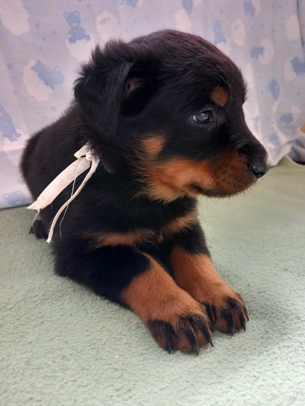 des Mille Pas de Loup - Chiots disponibles - Berger de Beauce