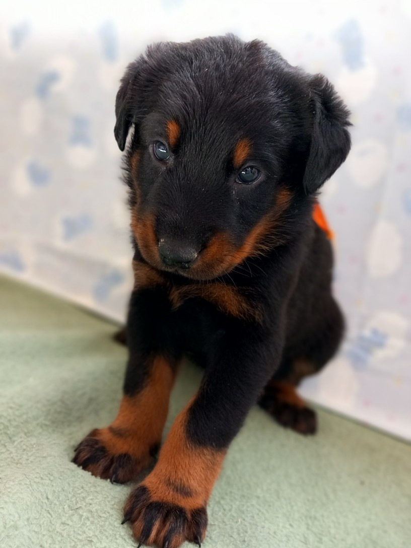 des Mille Pas de Loup - Chiots disponibles - Berger de Beauce