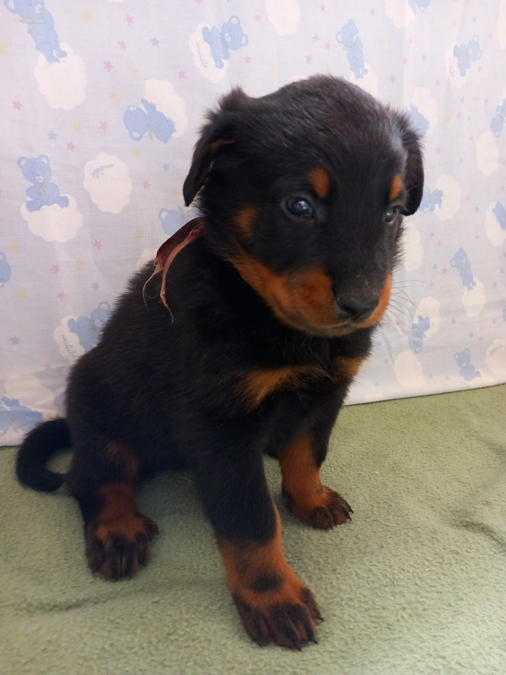 des Mille Pas de Loup - Chiots disponibles - Berger de Beauce