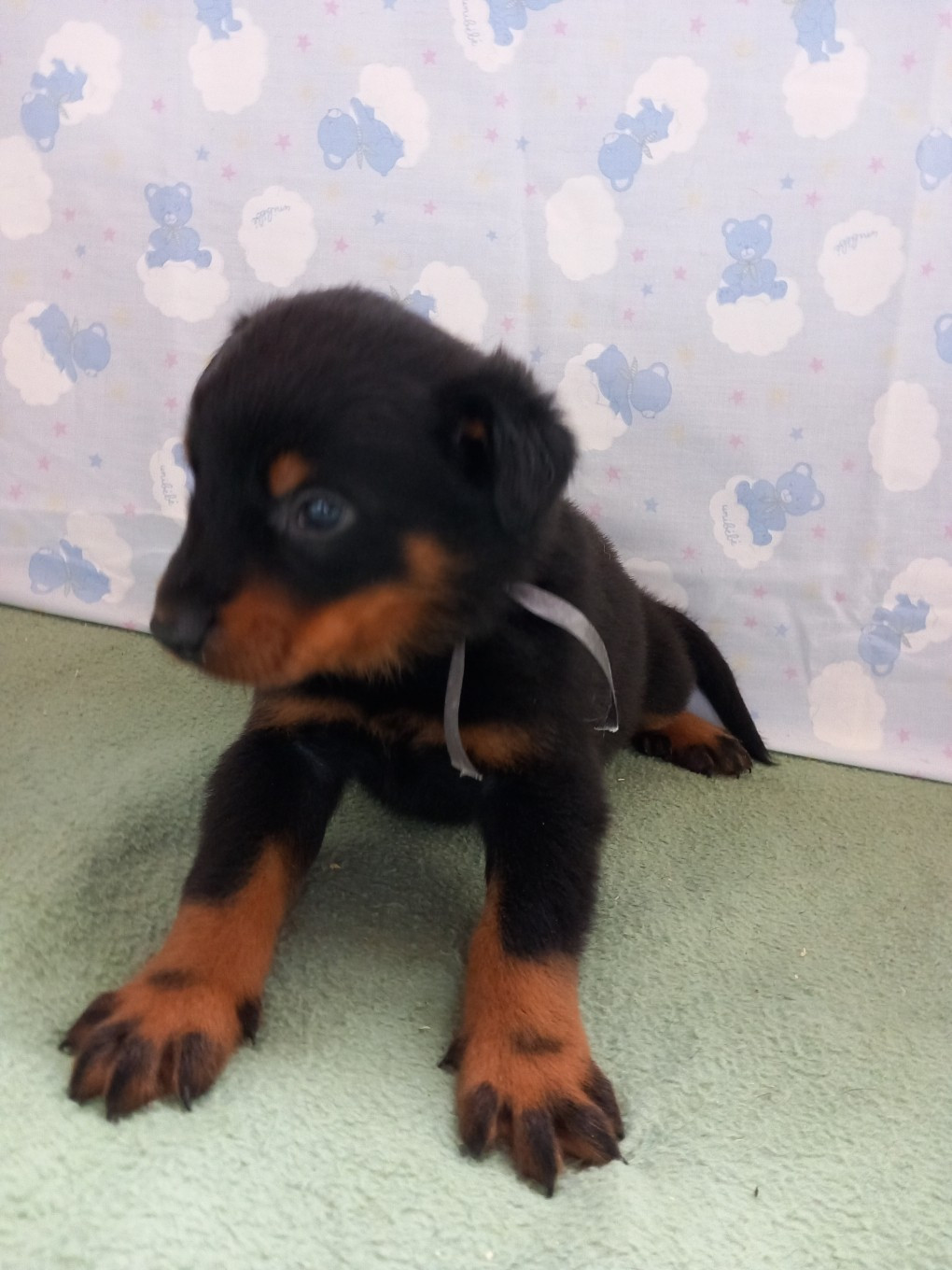 des Mille Pas de Loup - Chiots disponibles - Berger de Beauce