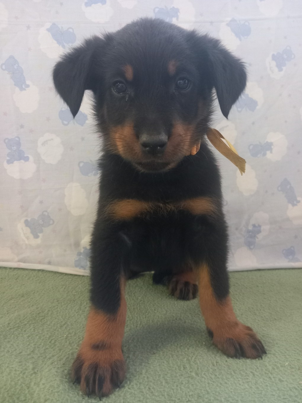 des Mille Pas de Loup - Chiots disponibles - Berger de Beauce