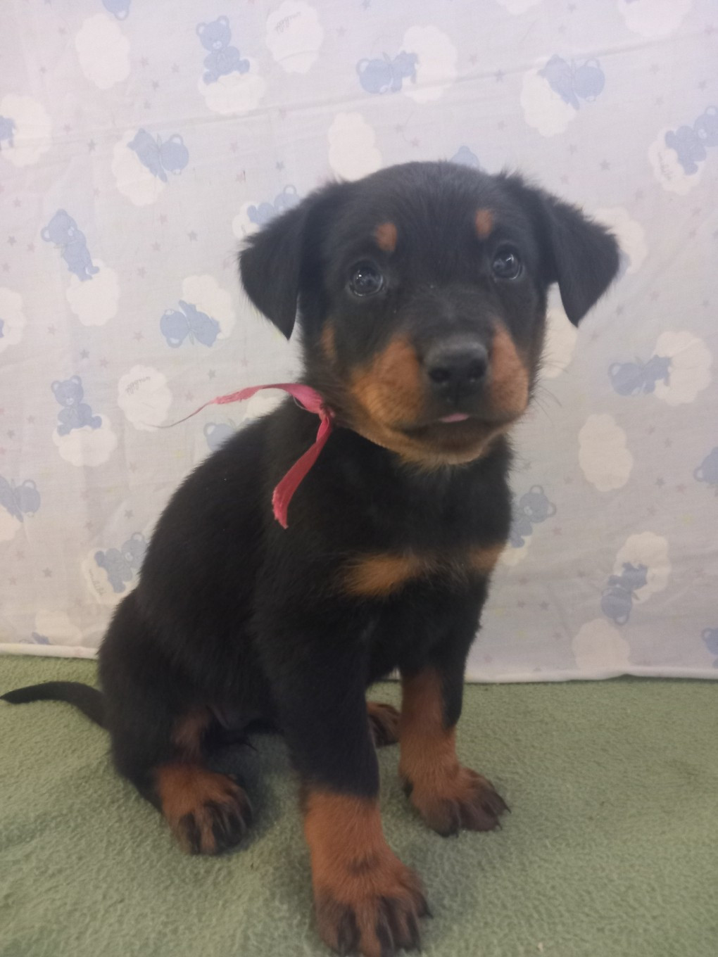 des Mille Pas de Loup - Chiots disponibles - Berger de Beauce