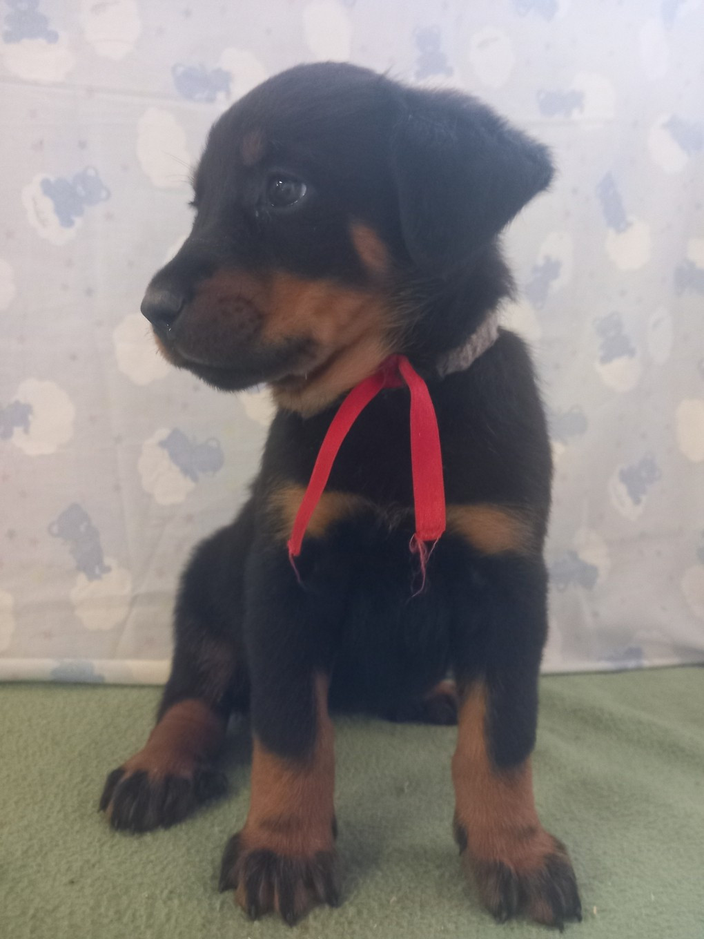 des Mille Pas de Loup - Chiots disponibles - Berger de Beauce
