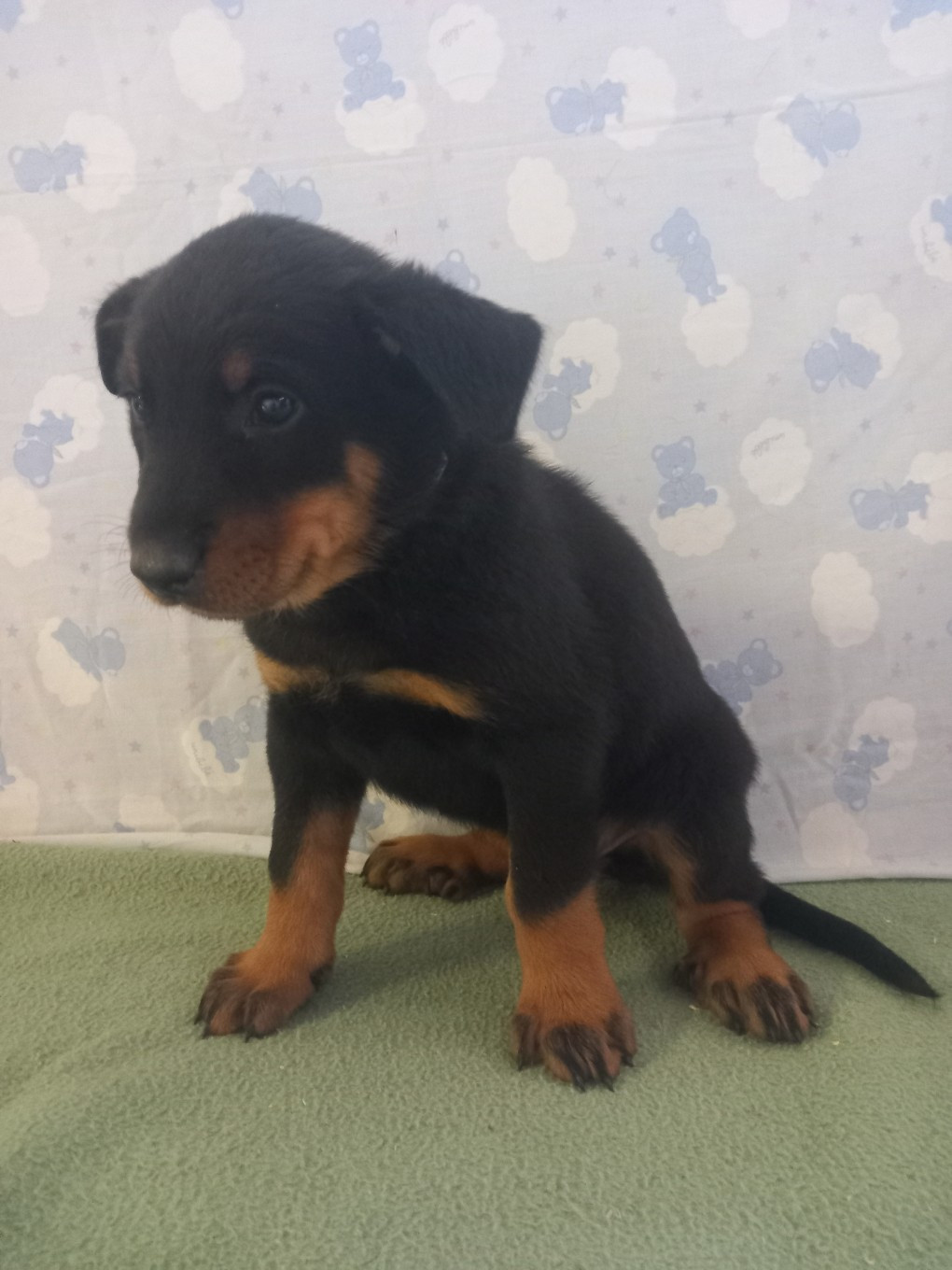 des Mille Pas de Loup - Chiots disponibles - Berger de Beauce