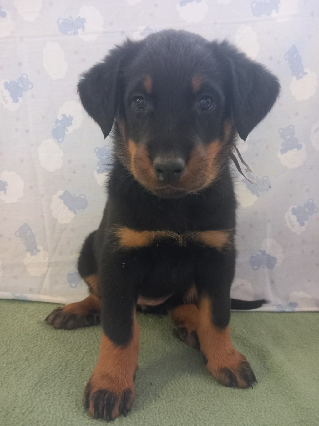 des Mille Pas de Loup - Chiots disponibles - Berger de Beauce