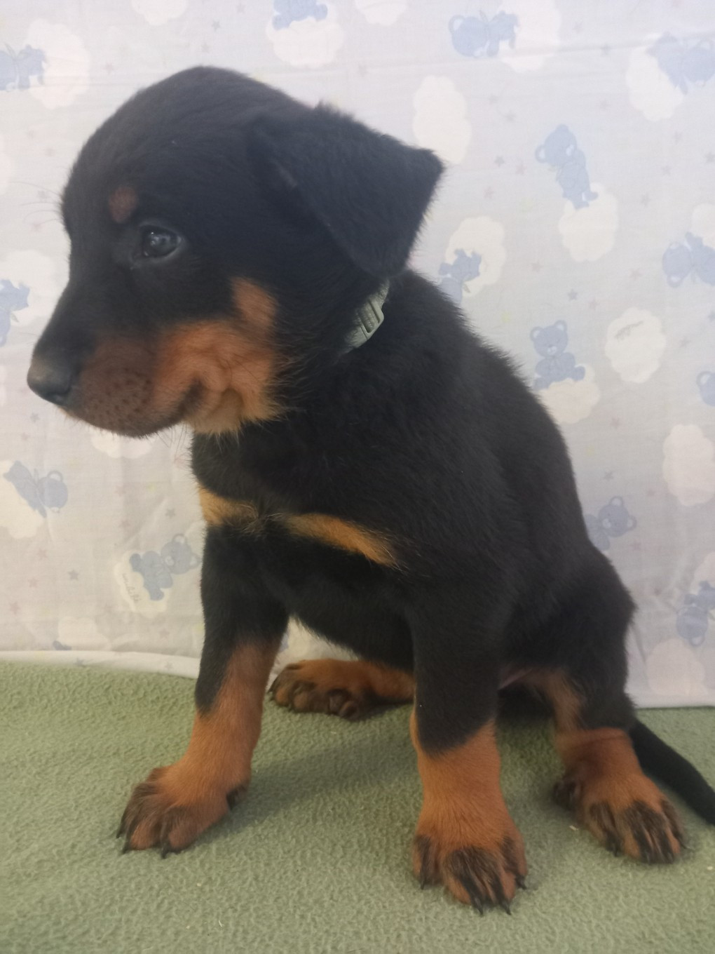 des Mille Pas de Loup - Chiots disponibles - Berger de Beauce