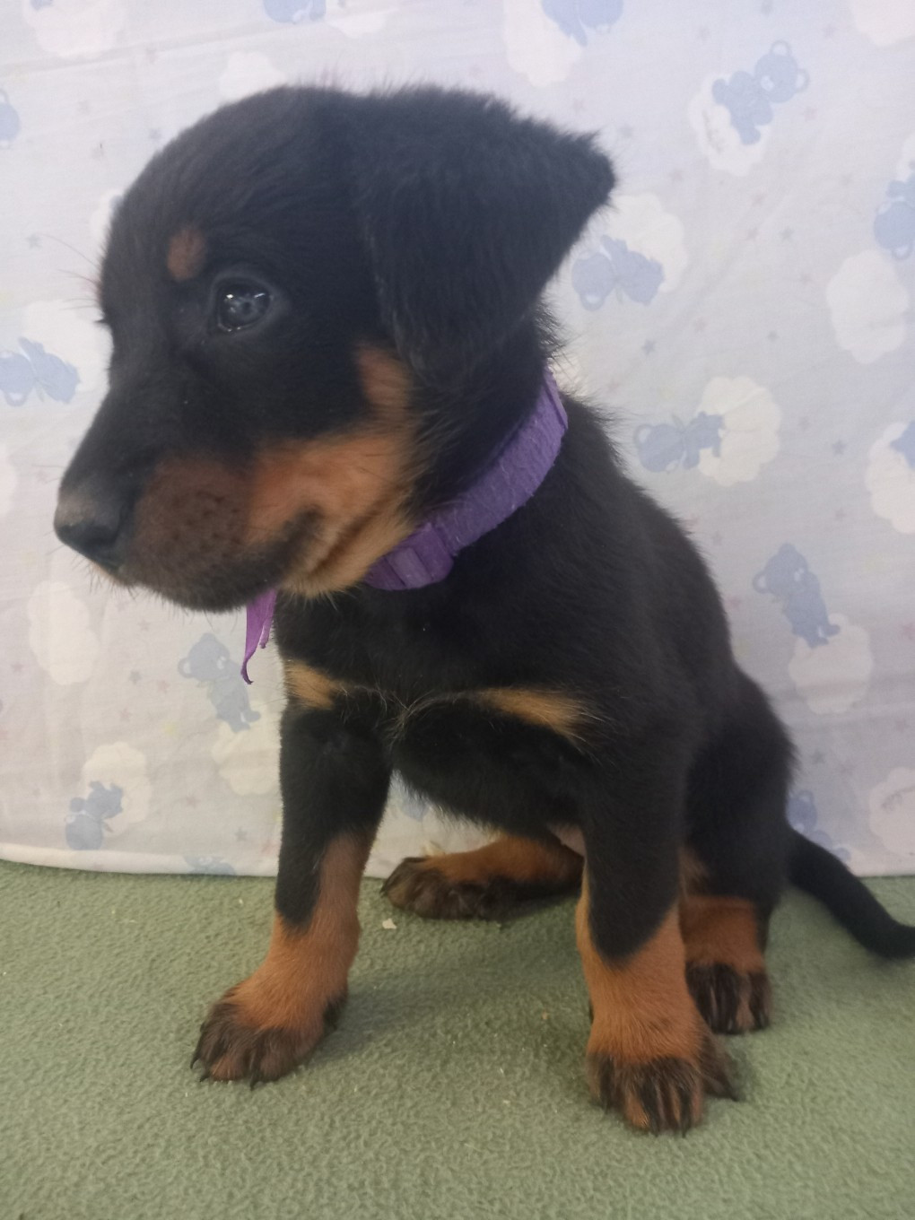 des Mille Pas de Loup - Chiots disponibles - Berger de Beauce