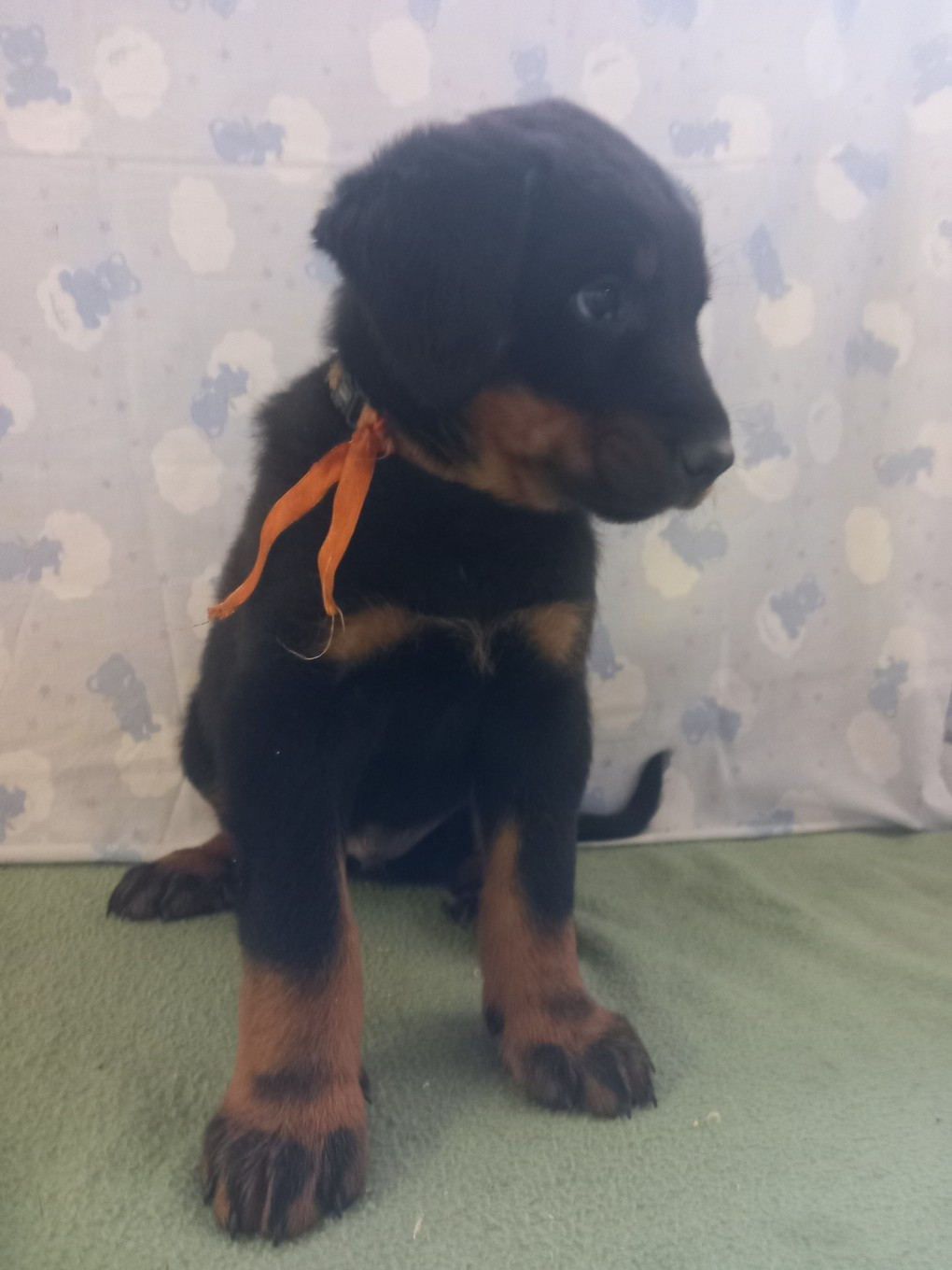 des Mille Pas de Loup - Chiots disponibles - Berger de Beauce